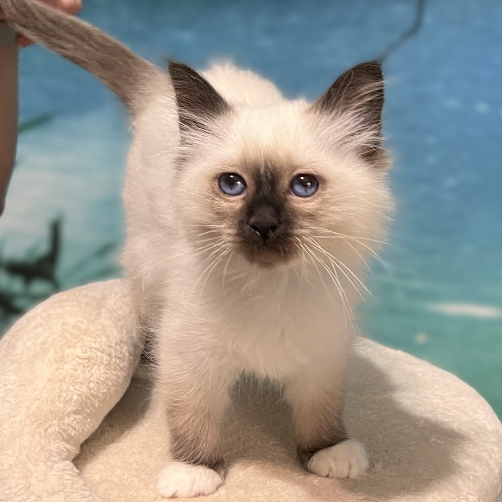 Available and reservable: Saba Yuna, a Sacred Birman kitten, standing facing forward and looking at the camera