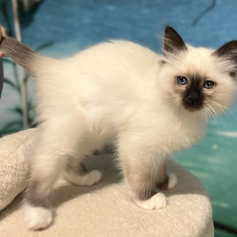 Available and reservable: Saba Yuna, a Sacred Birman kitten, standing in side profile