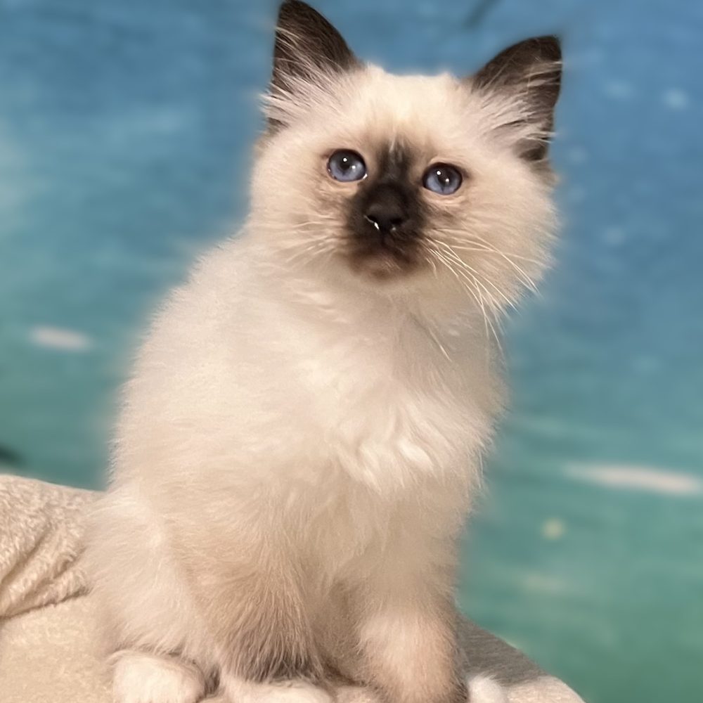 Available and reservable: Saba Yuna, a Sacred Birman kitten, sitting and looking at the camera