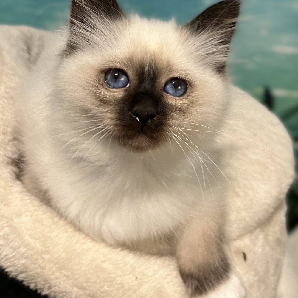 Available and reservable: Saba Yuna, a Sacred Birman kitten, elegantly lying and looking at the camera