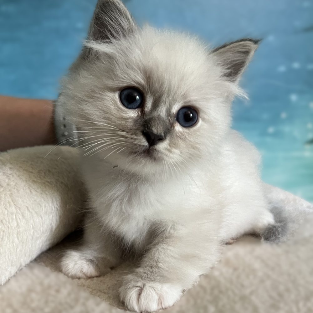 Saba Zeno, an available blue tabby Sacred Birman male, sits attentively, tilting his head.