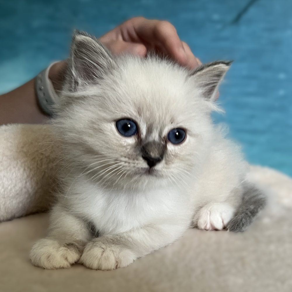 Saba Zeno, a blue tabby Sacred Birman male, lies calmly and enjoys being petted. Currently available for reservation.