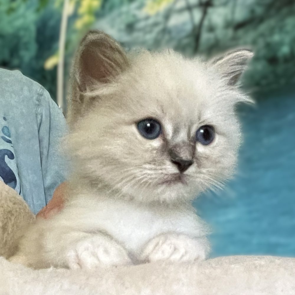 Saba Zeno, an available blue tabby Sacred Birman male, attentively observes his surroundings.
