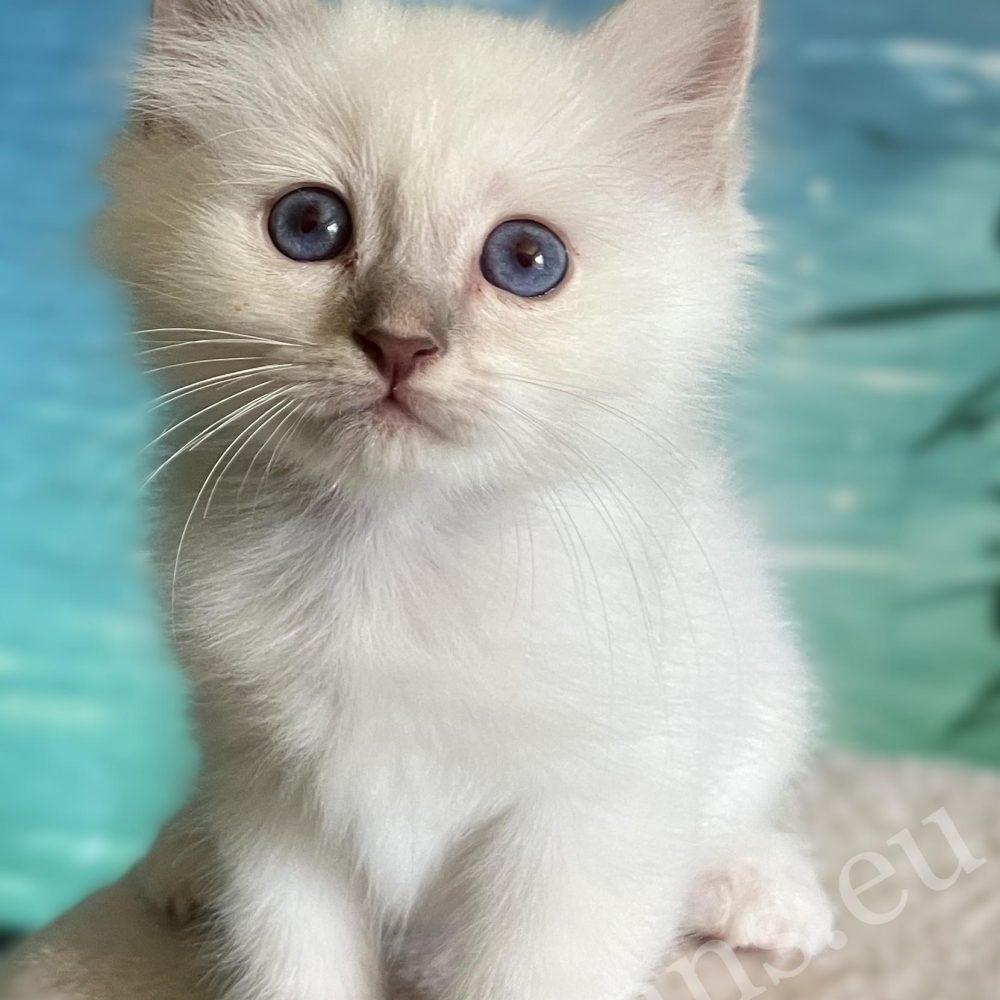 Available Lilac Tabby Birman male kitten, Saba Bentley close portrait