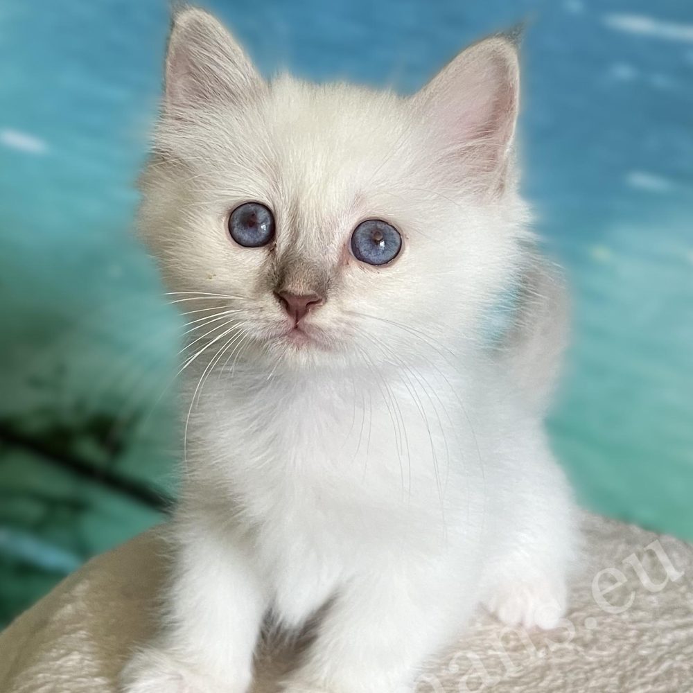 Available Lilac Tabby Birman male kitten, Saba Bentley standing curiously