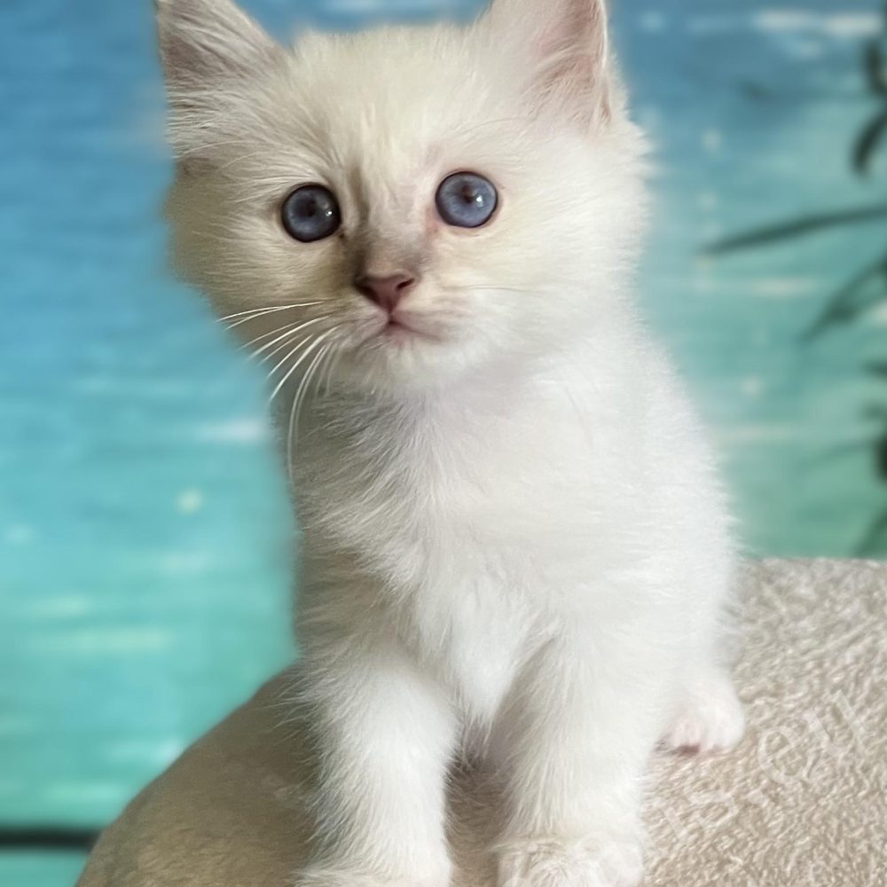 Available Lilac Tabby Birman male kitten, Saba Bentley sitting