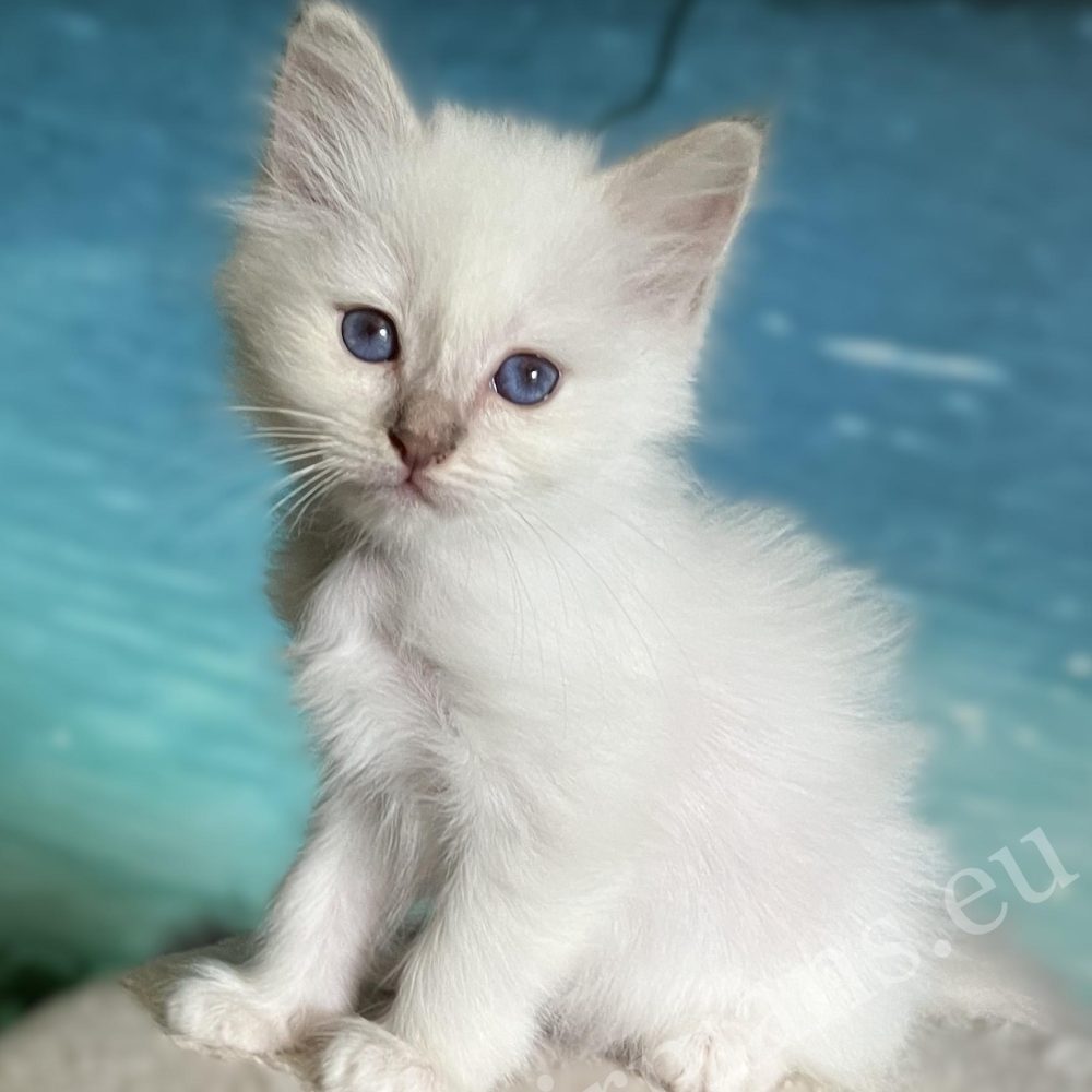 Saba Bianca lilac Point Birman kitten front view – available.