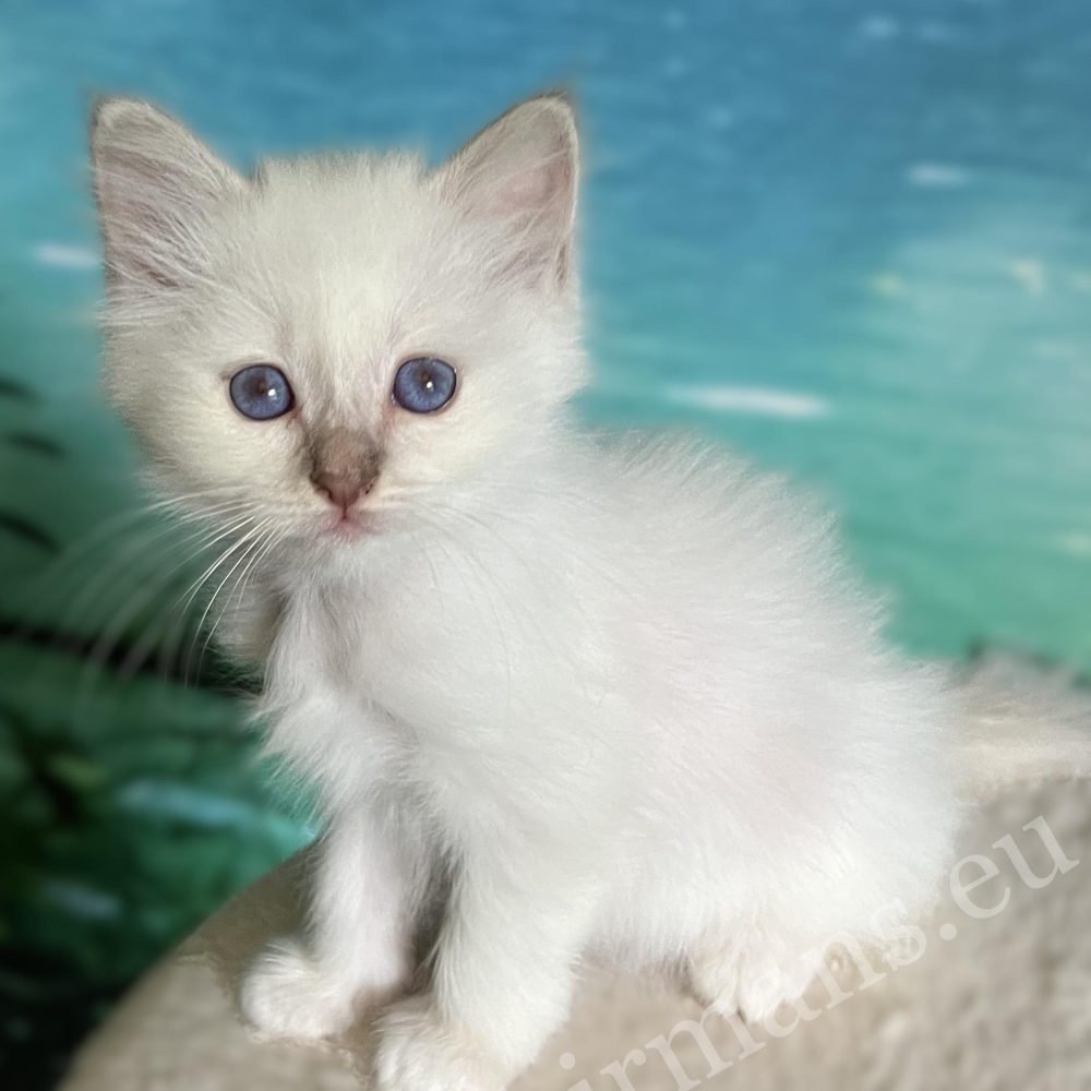Saba Bianca lilac Point Birman kitten profile – available for rehoming.