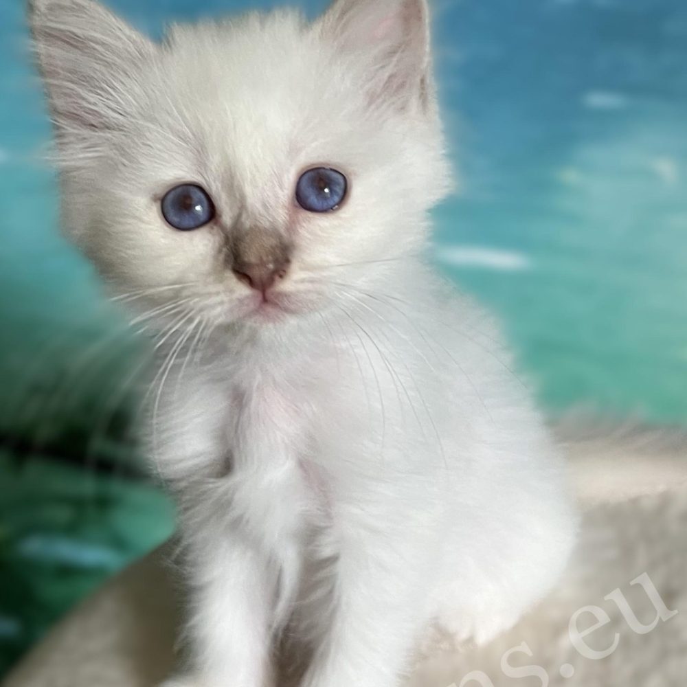 Saba Bianca lilac Point Birman kitten with deep blue eyes – available.