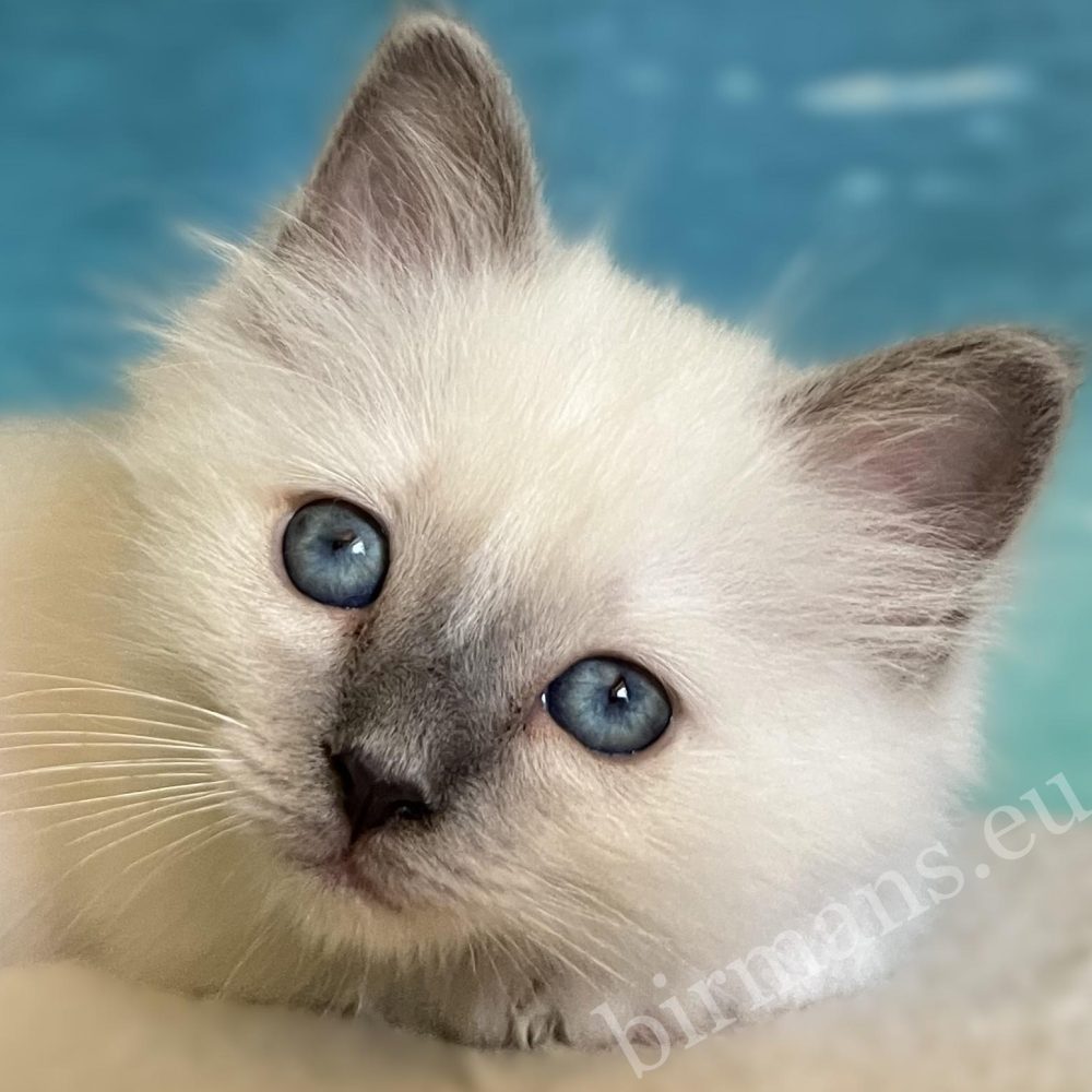 Blue Point Sacred Birman kitten with brilliant blue eyes – Saba Birman