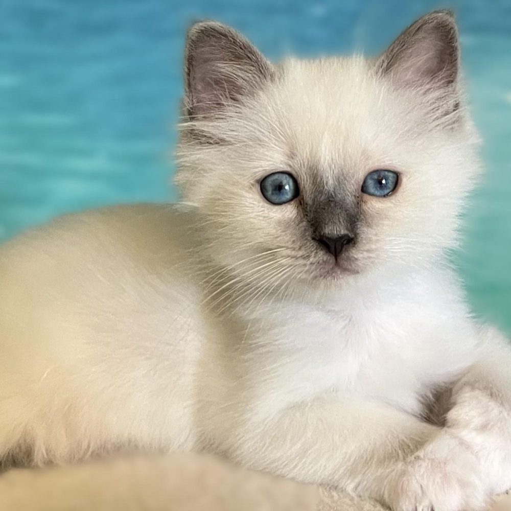 Available Blue Point Sacred Birman kitten at rest – Saba Birman