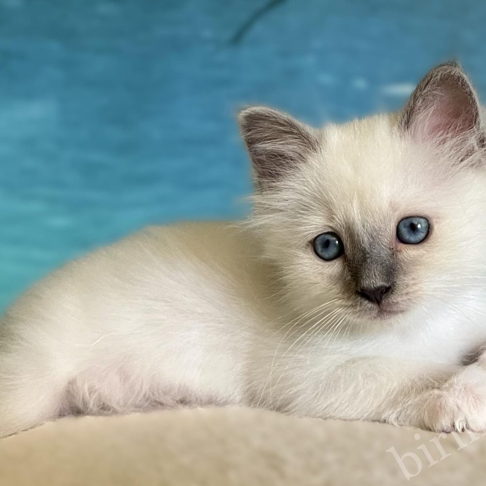 Available Blue Point Sacred Birman kitten lying front view – Saba Birman