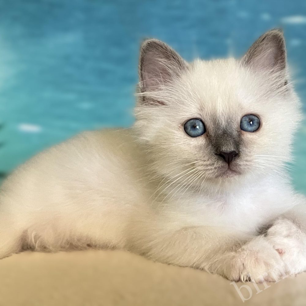 Available Blue Point Sacred Birman kitten lying on its side – Saba Birman