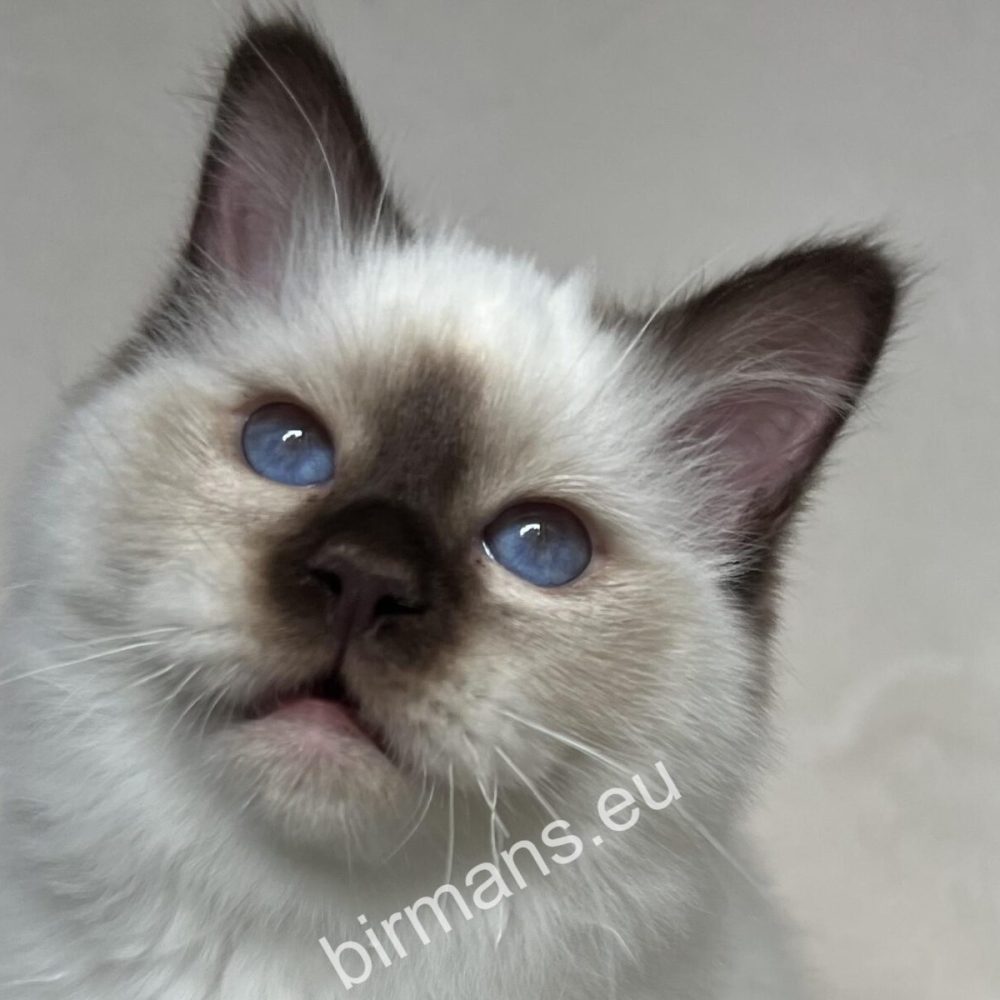Birman macska portré természetes fényben – személyiség és tudatos kiválasztás a Saba Birman világában