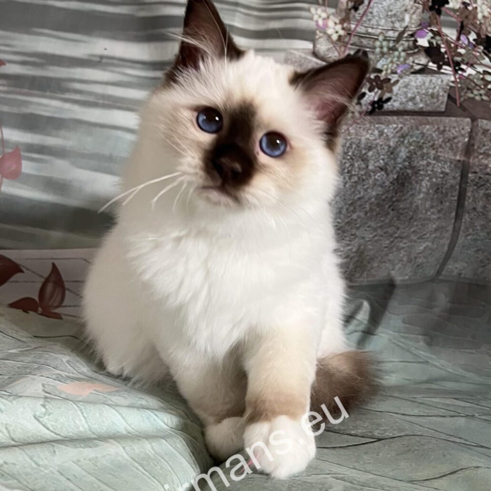Saba Birman csokoládé point macska portré – Birman tenyészet Magyarország
