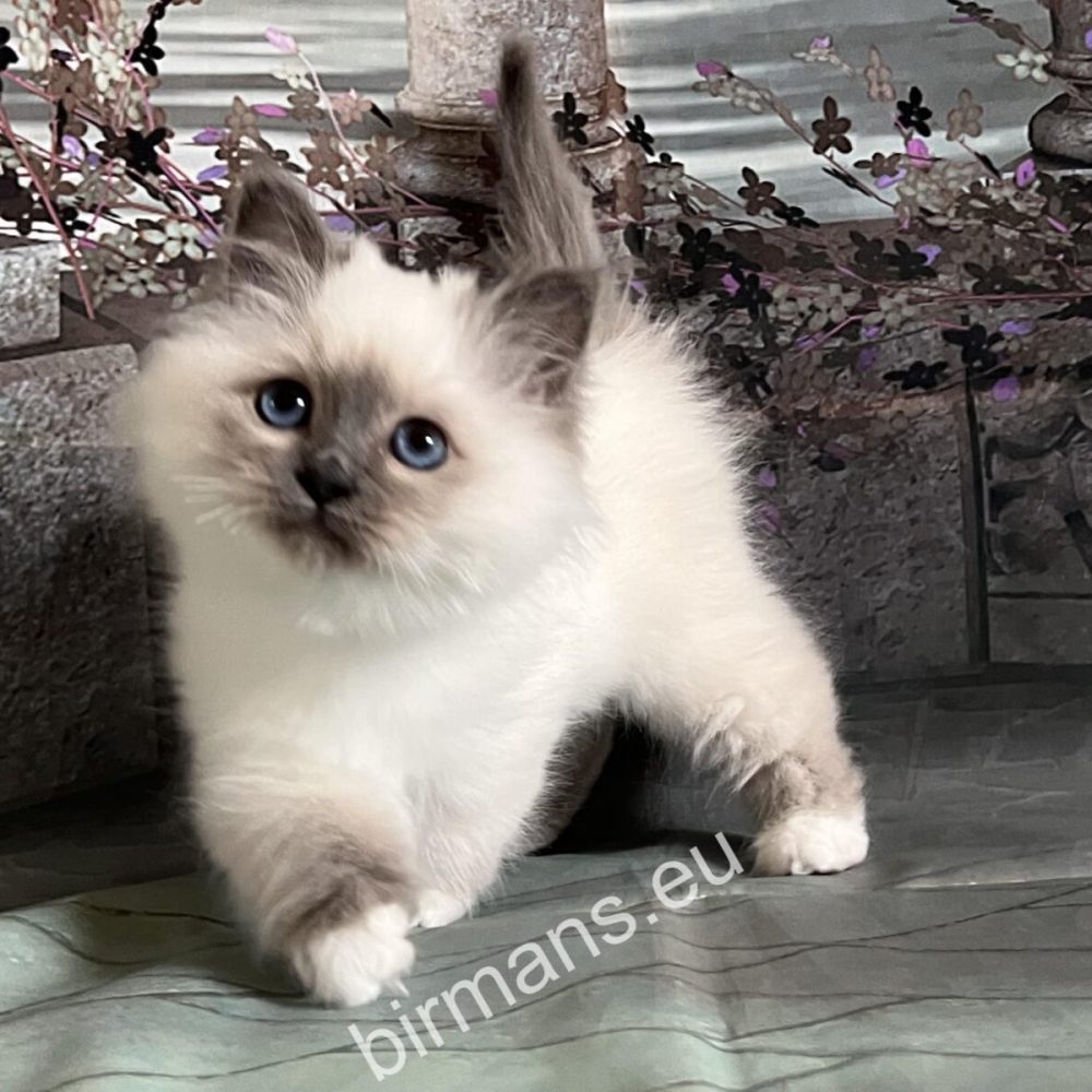 Birman kitten looking into the camera in natural light - conscious selection and pre-registration at Saba Birman breeding