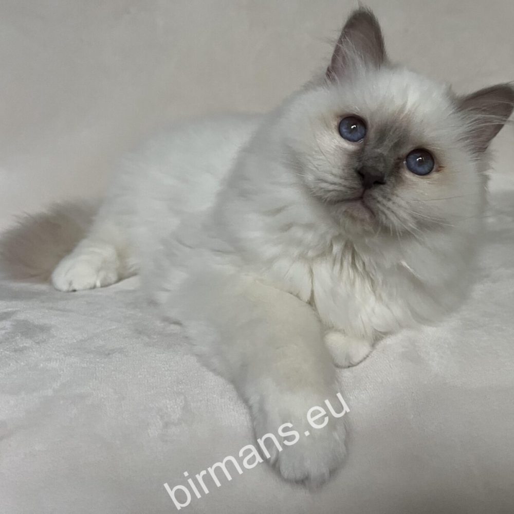 Calm Birman cats in natural light - responsible breeding and registration in the world of Saba Birman