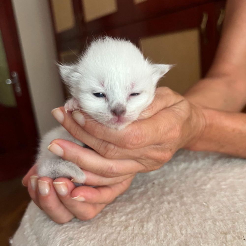Newborn female Birman kitten from Nadine's litter held in hand