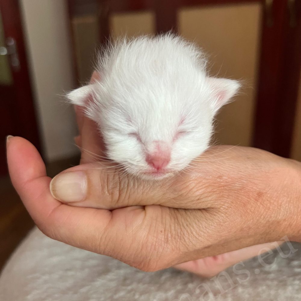 Newborn male Birman kitten from Nadine's litter held in hand