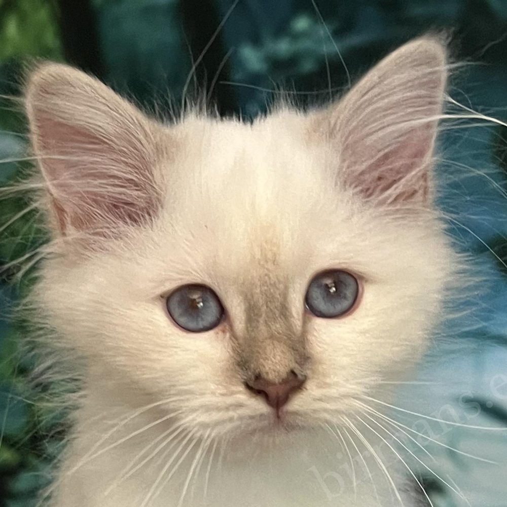 Saba Bianca available lilac tabby Birman kitten with distinctive blue eyes