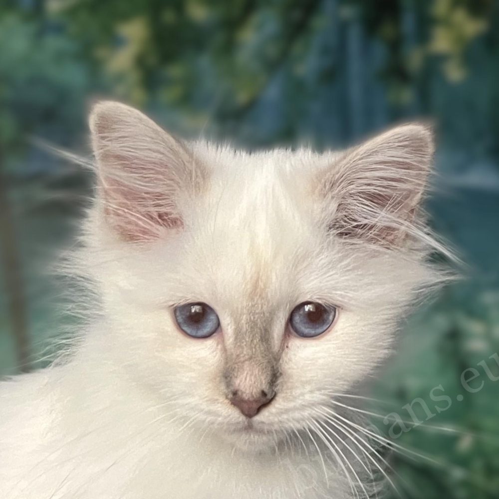 Lilac tabby female Birman kitten, Saba Bianca close-up blue eye portrait