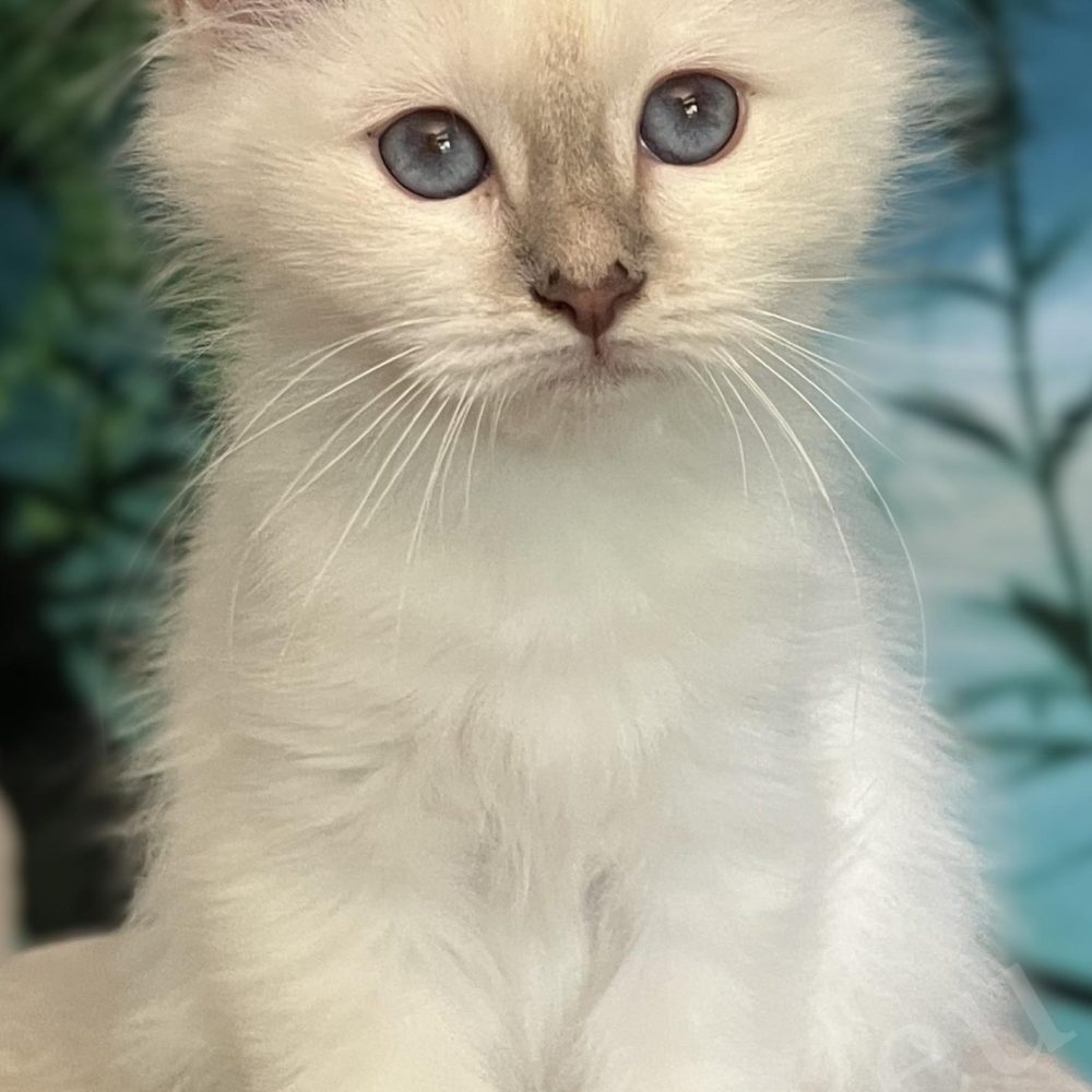 Saba Bianca available lilac tabby female Birman kitten, sitting portrait from the front